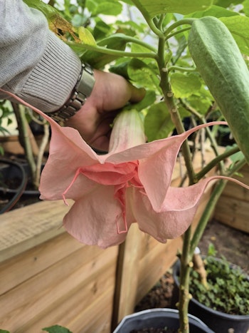 Änglatrumpet/Brugmansia - Diebsteinperle