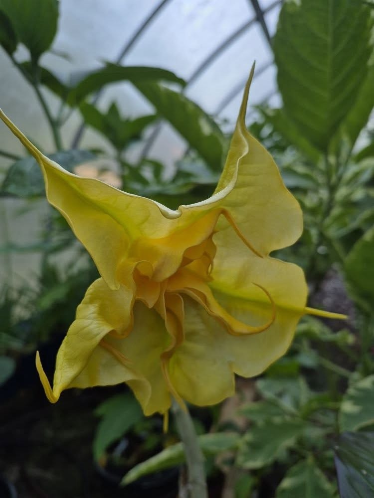 Änglatrumpet/Brugmansia - Maien Gold