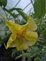 Änglatrumpet/Brugmansia - Maien Gold