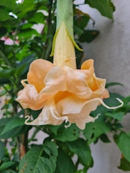 Änglatrumpet/Brugmansia - Angle Flight
