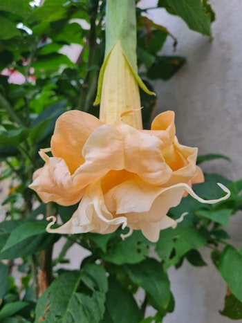 Änglatrumpet/Brugmansia - Angle Flight