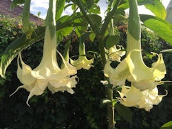 Änglatrumpet/Brugmansia - Madame De Pompadour