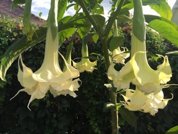 Änglatrumpet/Brugmansia - Madame De Pompadour
