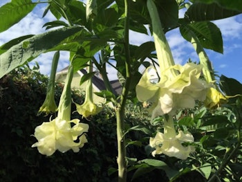 Änglatrumpet/Brugmansia - Madame De Pompadour