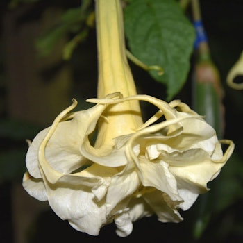 Änglatrumpet/Brugmansia - Sambadancer
