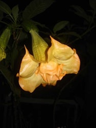 Änglatrumpet/Brugmansia - Samadhi