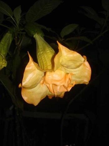 Änglatrumpet/Brugmansia - Samadhi
