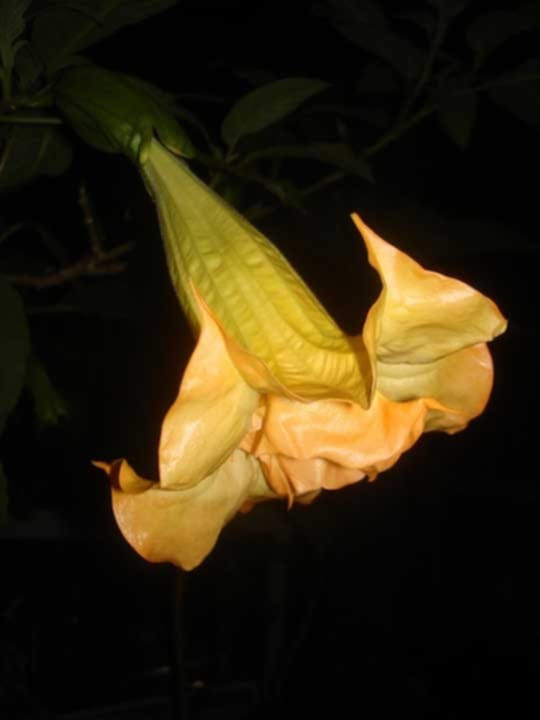 Änglatrumpet/Brugmansia - Samadhi