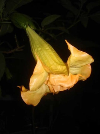 Änglatrumpet/Brugmansia - Samadhi