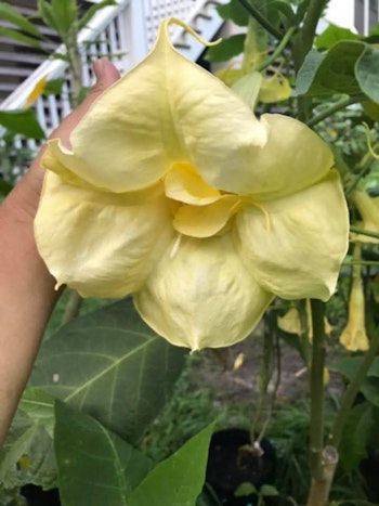 Änglatrumpet/Brugmansia - Inez Chapman