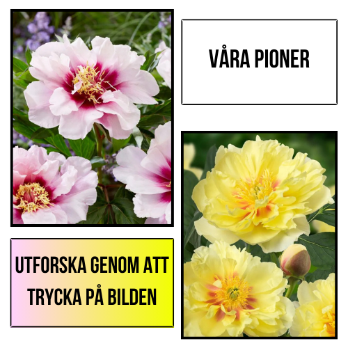 Plantansbroder