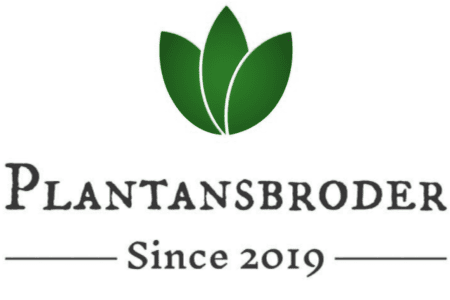 Plantansbroder