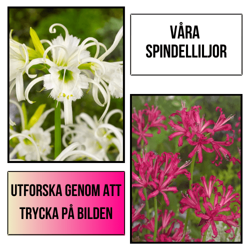 Plantansbroder