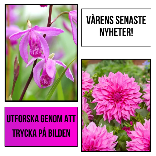 Plantansbroder