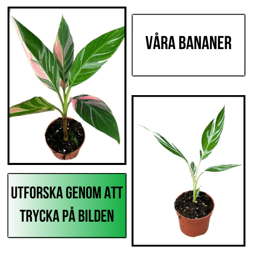 Plantansbroder