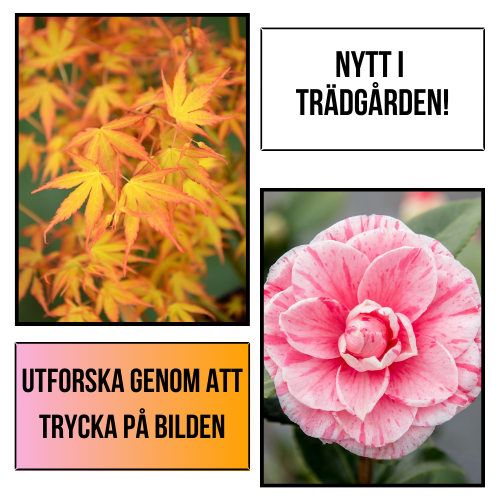 Plantansbroder