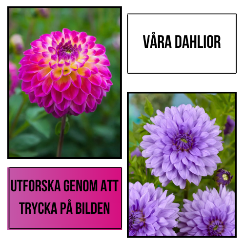 Plantansbroder