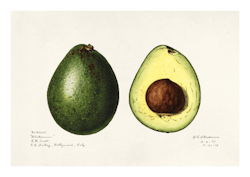 Fruktposter - Avocado (hel och i genomskärning) (Fri frakt!)