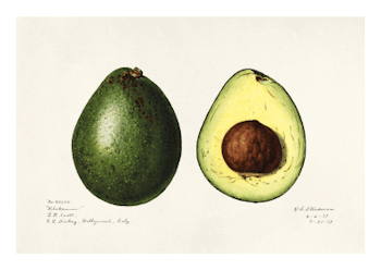 Fruktposter - Avocado (hel och i genomskärning) (Fri frakt!)