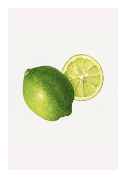 Fruktposter - Lime (hel och i genomskärning) (Fri frakt!)