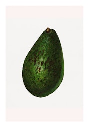 Fruktposter - Avocado (Fri frakt!)