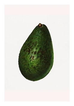 Fruktposter - Avocado (Fri frakt!)