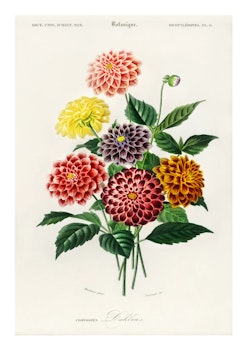 Växtposter - Dahlia (Fri frakt!)