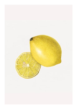 Fruktposter - Citron (Fri frakt!)