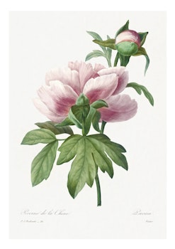 Växtposter - Pion (Fri frakt!)