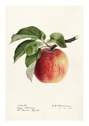 Fruktposter - Äpple på kvist (Fri frakt!)