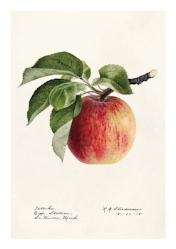 Fruktposter - Äpple på kvist (Fri frakt!)