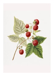 Fruktposter - Hallon på kvist (Fri frakt!)