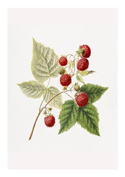 Fruktposter - Hallon på kvist (Fri frakt!)
