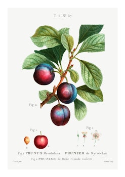 Fruktposter - Plommonfrukt (Fri frakt!)