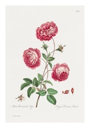 Växtposter - Rosa ros (Fri frakt!)