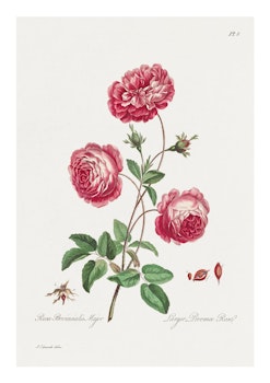Växtposter - Rosa ros (Fri frakt!)