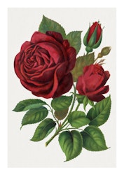 Växtposter - Röd ros (Fri frakt!)