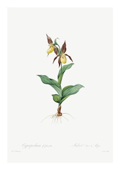 Växtposter - Guckusko (Fri frakt!)