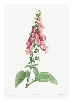 Växtposter - Fingerborgsblomma (Fri frakt!)