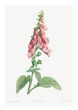 Växtposter - Fingerborgsblomma (Fri frakt!)