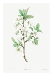 Plommonblomma (Fri frakt!)
