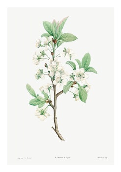 Plommonblomma (Fri frakt!)
