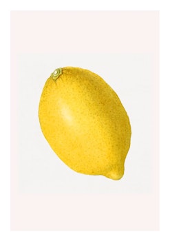 Fruktposter - Citron (Fri frakt!)