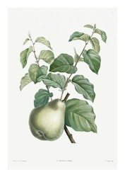 Fruktposter - Päron på kvist (Fri frakt!)
