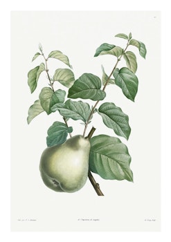 Fruktposter - Päron på kvist (Fri frakt!)