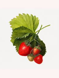 Fruktposter- Jordgubbar på planta (Fri frakt!)