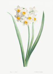 Växtposter- Påsklilja
