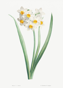 Växtposter- Påsklilja