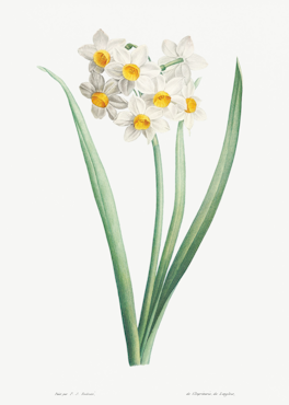 Växtposter- Påsklilja