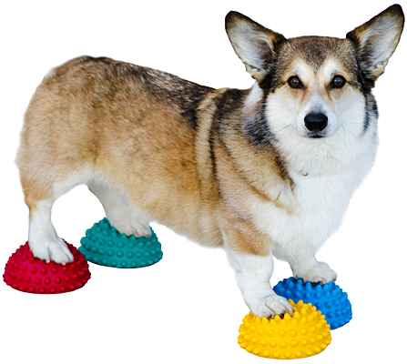 FitPaws PawPods 4-pack